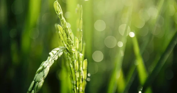 A close-up of a stalk of green rice paddies, with sunlight glinting off of water droplets.