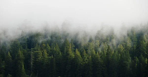 wildfires smoke over trees in a wooded area