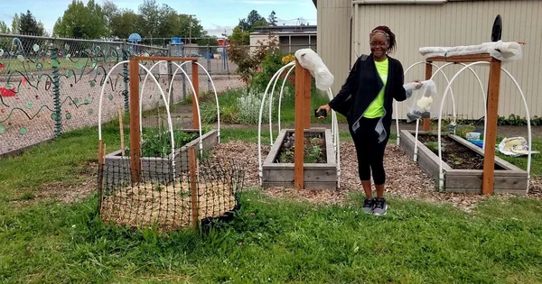 A person standing in a community garden with raised garden beds and white arched trellises, holding white bags.
