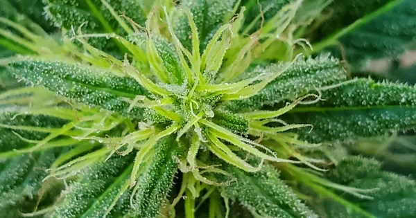 Close-up of a green leafy plant with trichomes, showing intricate details of its structure.