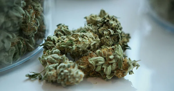 Dried cannabis buds in various shades of green and brown, close-up view.