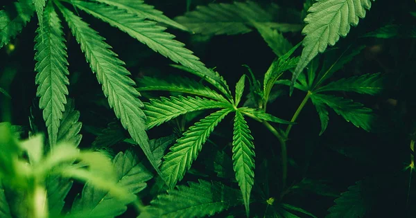 Close-up of green cannabis leaves with serrated edges, showing detailed leaf structure against a dark background.