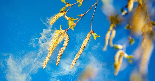 Tree catkins actively shedding pollen, representing the high pollen season and allergies.