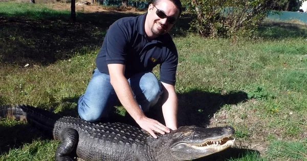 A smiling man in a navy polo shirt and sunglasses kneels on a grassy field, resting his hand on the back of a large alligator.