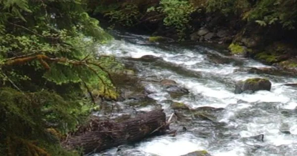 Coast to Forest Oregon