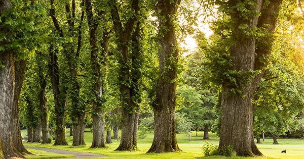 A peaceful view of a wooded campus green space, symbolizing growth, longevity, and the ongoing support provided by scholarship renewal programs.