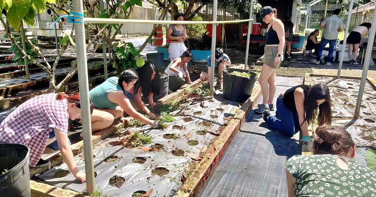 Group of people weeding a raised garden bed covered with white plastic mulch. Several are kneeling, collecting green plants into black buckets under sunlight.