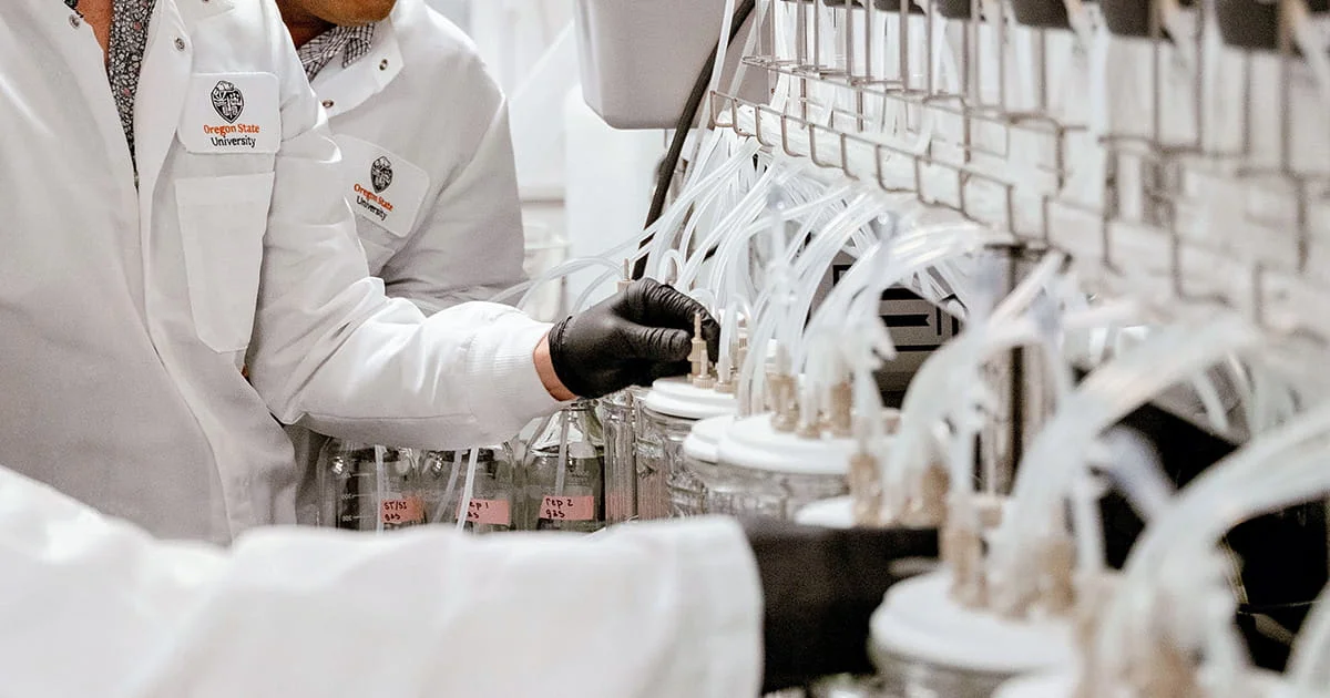 Two researchers in lab coats collaborating to set up complex laboratory equipment, connecting tubes to glass bioreactors labeled for experiments.